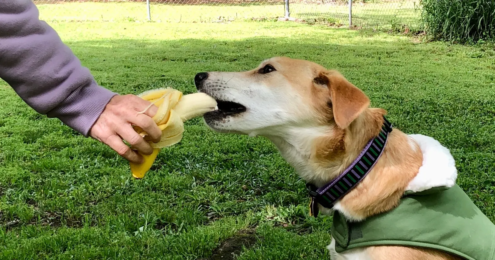 Peut On Donner Des Bananes Aux Chiens