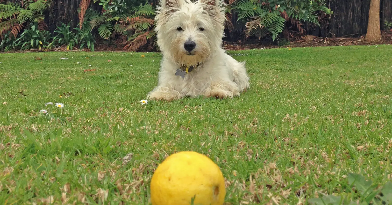 Peut On Donner Du Citrons Un Chien