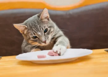 Le Guide Complet des Aliments Protéinés pour Votre Chat