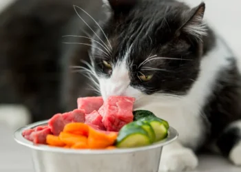 peut-on-donner-de-la-courgette-aux-chats