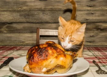 peut-on-donner-de-la-dinde-aux-chats