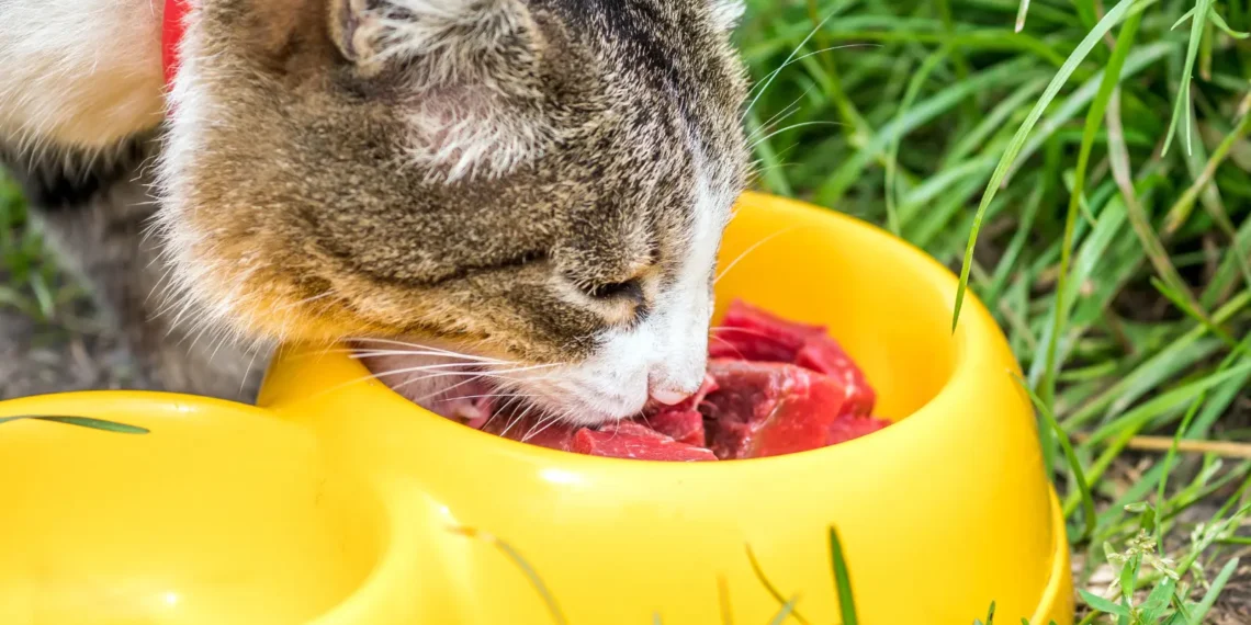peut-on-donner-de-la-viande-crue-aux-chats