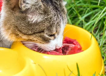 peut-on-donner-de-la-viande-crue-aux-chats
