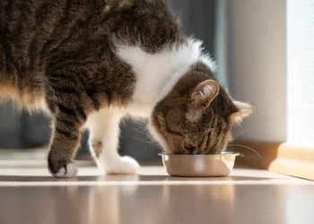 peut-on-donner-de-la-viande-cuite-aux-chats