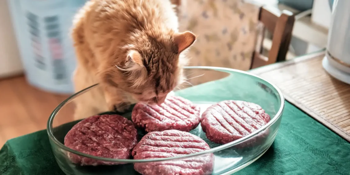 Peut-on donner de la viande d'agneau aux chats