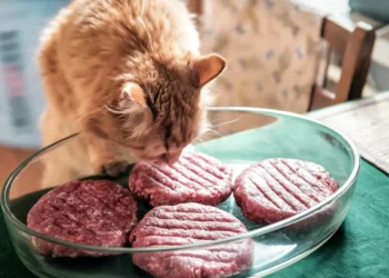 Peut-on donner de la viande d'agneau aux chats