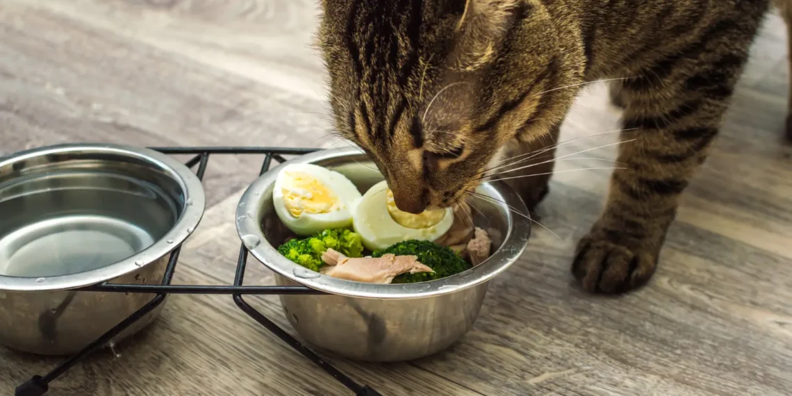 peut-on-donner-des-brocolis-aux-chats