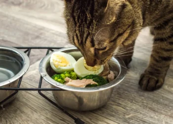 peut-on-donner-des-brocolis-aux-chats