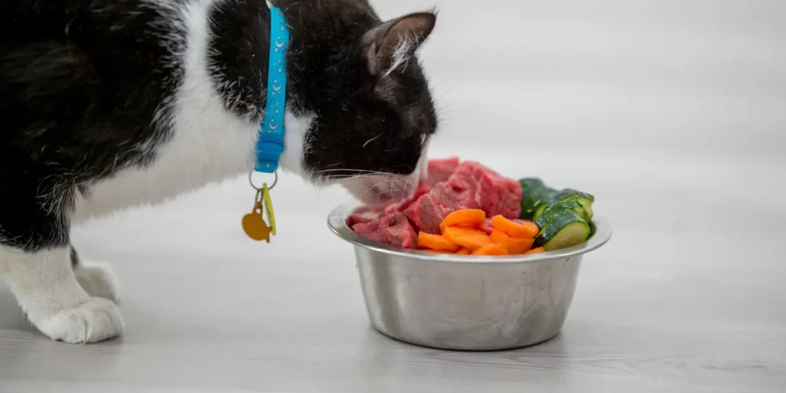 Peut-on donner des carottes aux chats