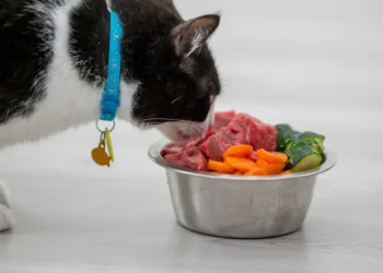 Peut-on donner des carottes aux chats