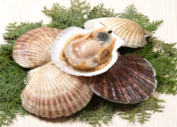 Peut-on donner des coquilles Saint-Jacques aux chats