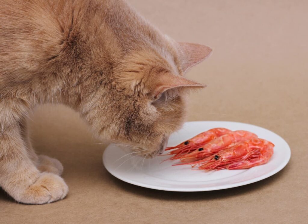 peut-on-donner-des-crevettes-aux-chats-1