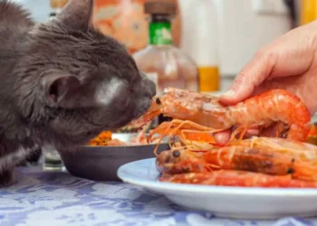 peut-on-donner-des-crevettes-aux-chats