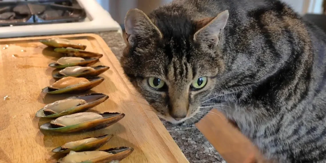 peut-on-donner-des-moules-aux-chats