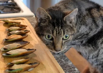 peut-on-donner-des-moules-aux-chats