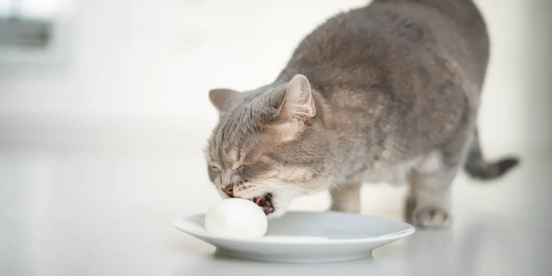 peut-on-donner-des-œufs-aux-chats