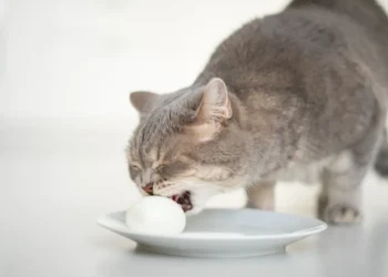 peut-on-donner-des-œufs-aux-chats