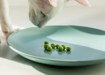 peut-on-donner-des-pois-aux-chats
