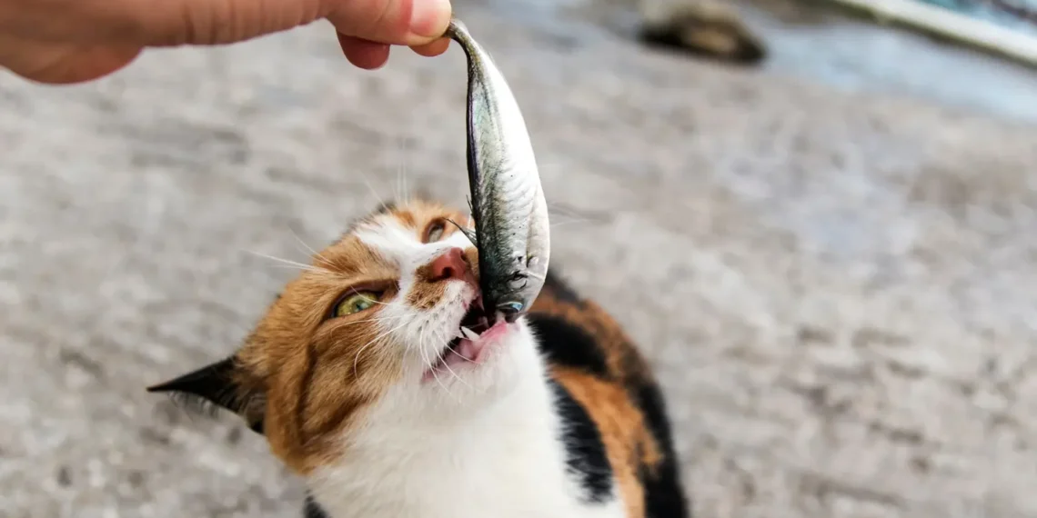 peut-on-donner-des-sardines-aux-chats