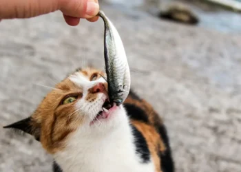 peut-on-donner-des-sardines-aux-chats