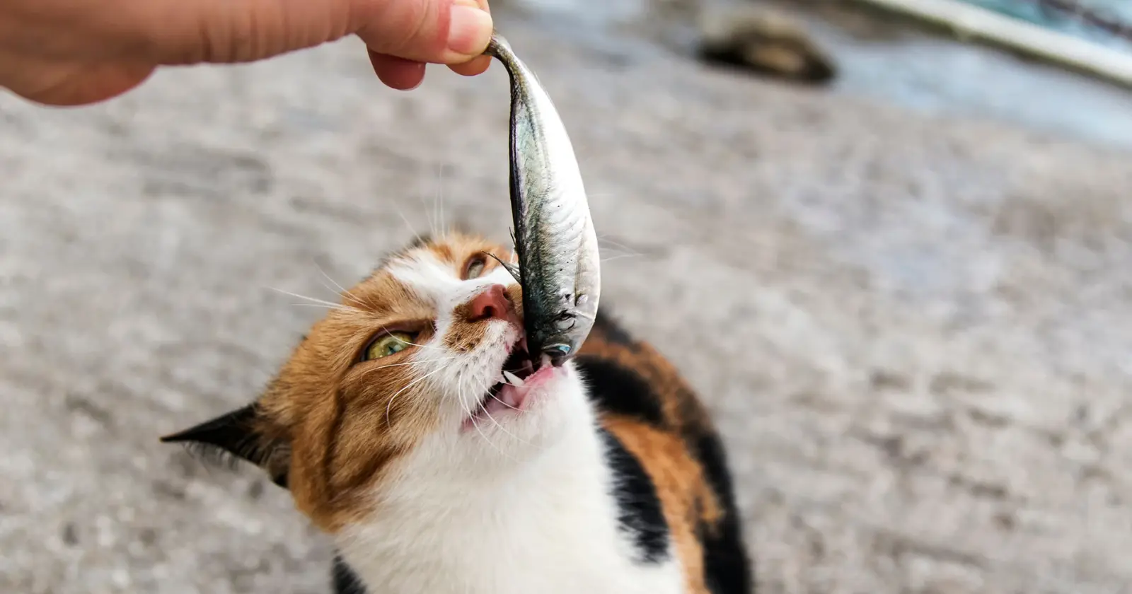 Donner de la sardine à son chat : bienfaits et risques