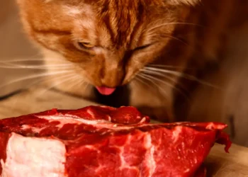 Peut-on donner du bœuf aux chats