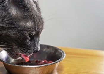 Peut-on donner du foie aux chats