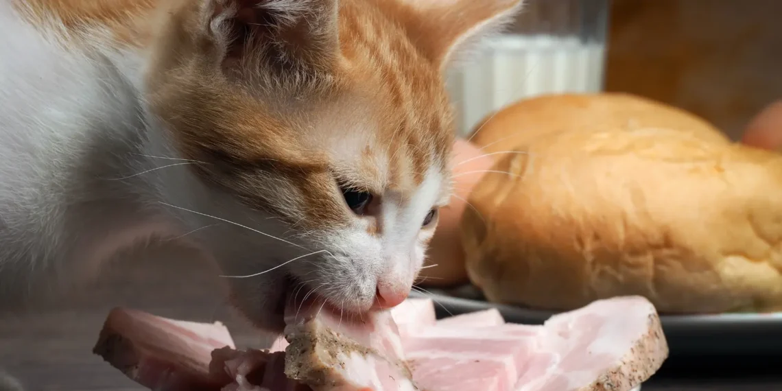 peut-on-donner-du-jambon-aux-chats