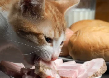 peut-on-donner-du-jambon-aux-chats