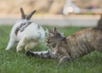 peut-on-donner-du-lapin-aux-chats