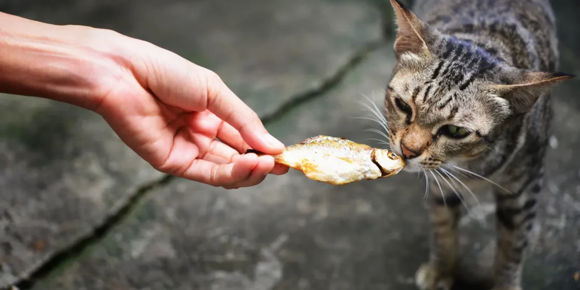 peut-on-donner-du-poisson-aux-chats