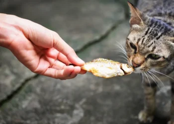 peut-on-donner-du-poisson-aux-chats