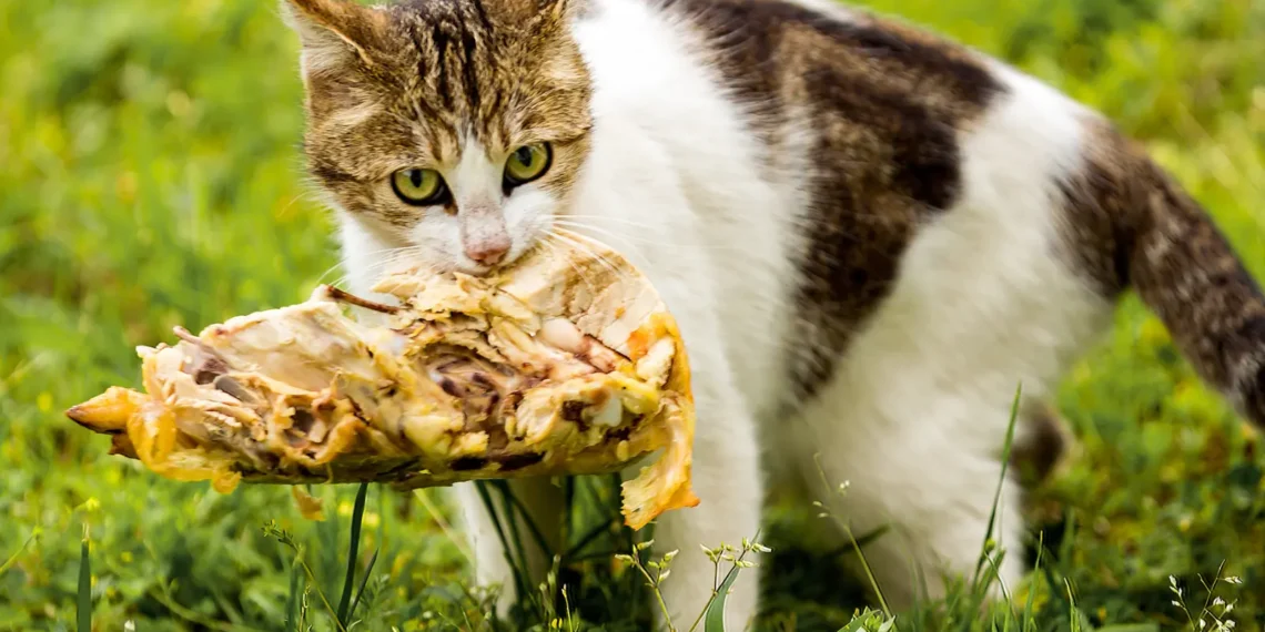 peut-on-donner-du-poulet-aux-chats
