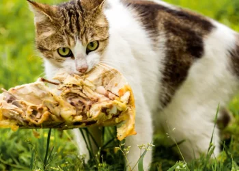 peut-on-donner-du-poulet-aux-chats