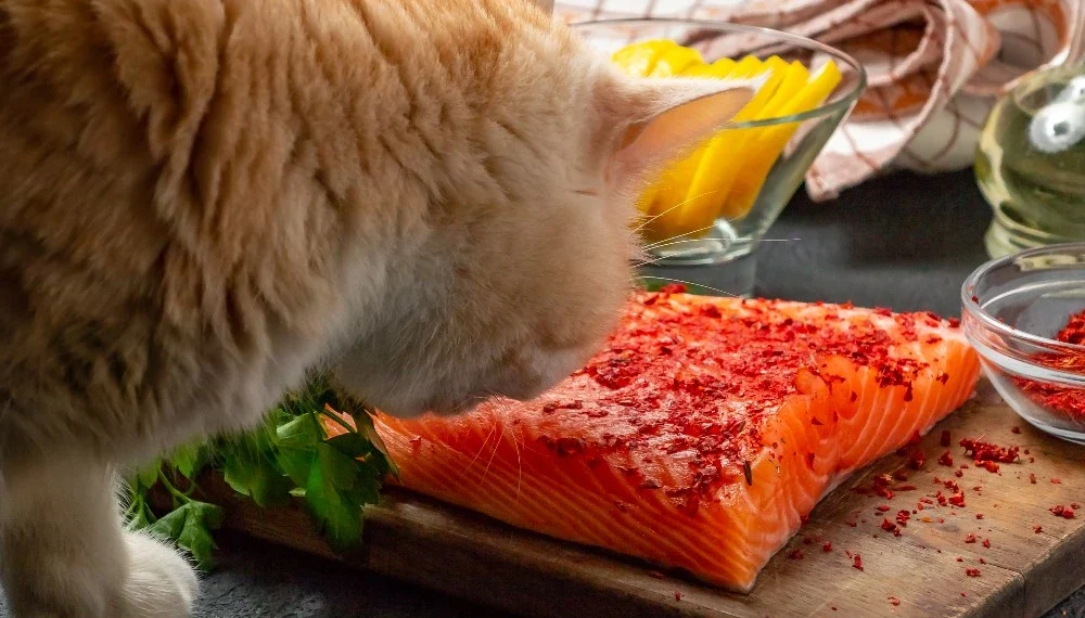 peut-on-donner-du-saumon-aux-chats