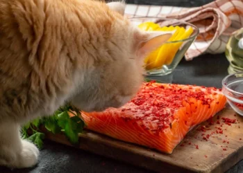 peut-on-donner-du-saumon-aux-chats