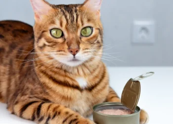 peut-on-donner-du-thon-aux-chats