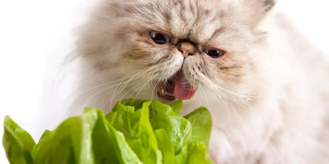 peut-on-donner-de-la-laitue-aux-chats