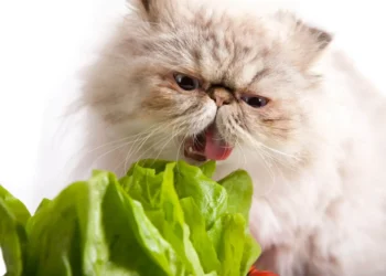 peut-on-donner-de-la-laitue-aux-chats