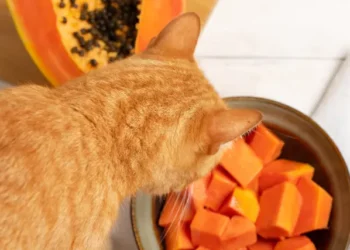 peut-on-donner-de-la-papaye-a-son-chat-3