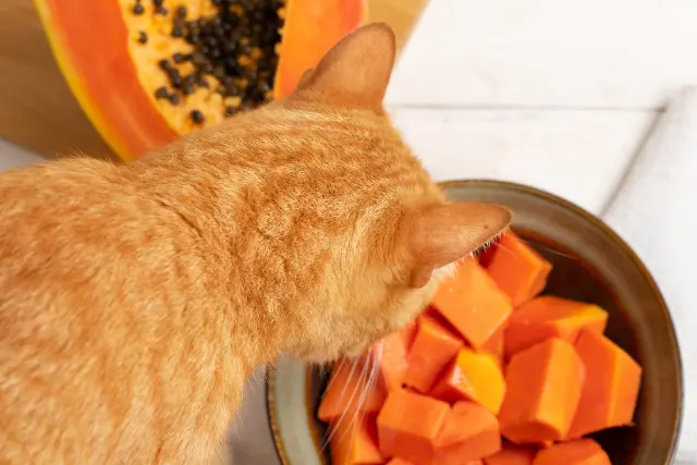 peut-on-donner-de-la-papaye-a-son-chat-3