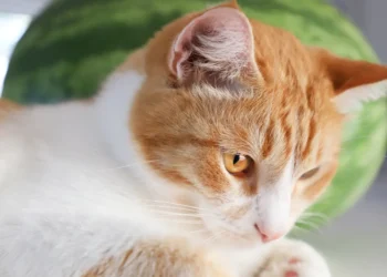 peut-on-donner-de-la-pasteque-aux-chats