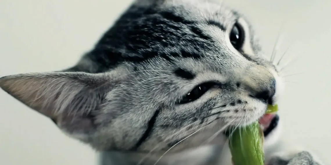 peut-on-donner-des-asperges-aux-chats