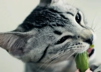 peut-on-donner-des-asperges-aux-chats