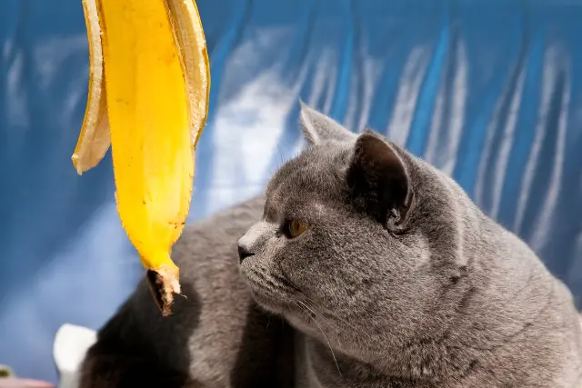 peut-on-donner-des-bananes-aux-chats-1