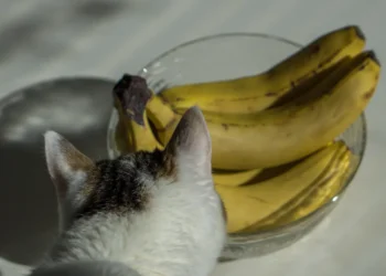 Peut-on donner des bananes aux chats