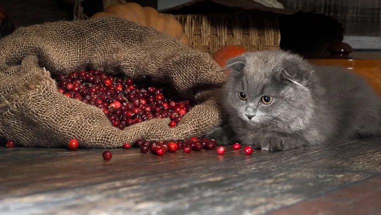 peut-on-donner-des-canneberges-aux-chats-1