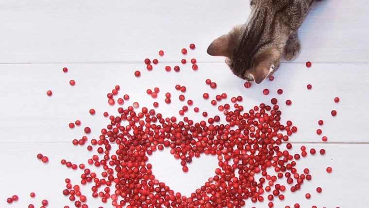 peut-on-donner-des-canneberges-aux-chats-2