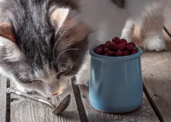 peut-on-donner-des-canneberges-aux-chats