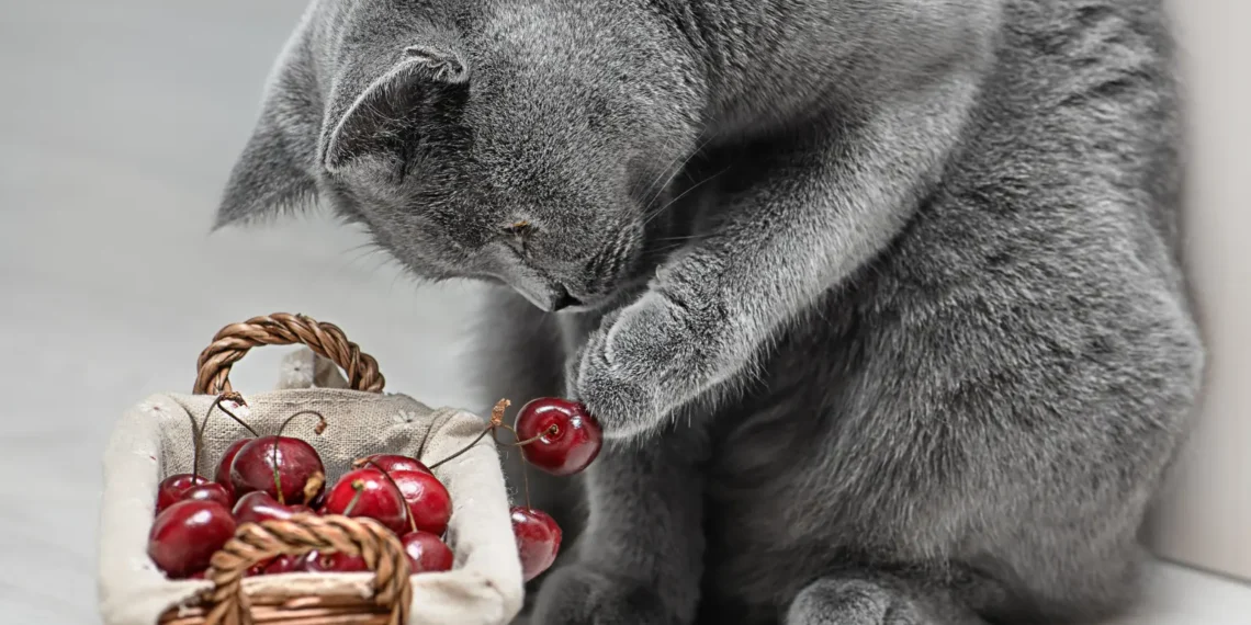 peut-on-donner-des-cerises-aux-chats